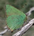 Callophrys rubi